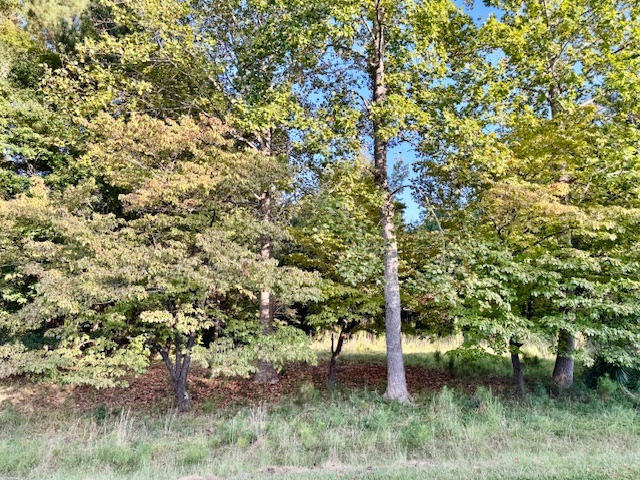 704 Forest Hill Dr-2