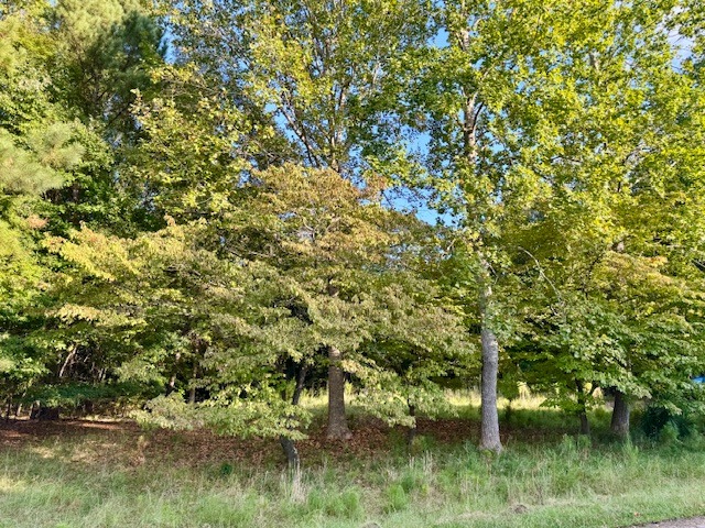 704 Forest Hill Dr-3