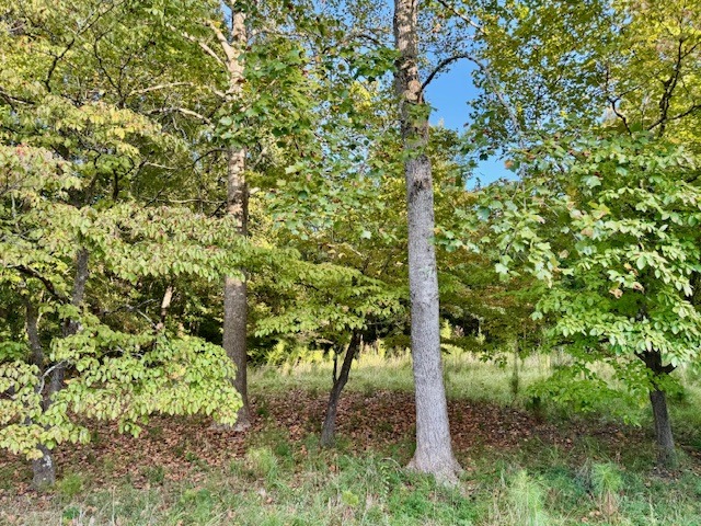 704 Forest Hill Dr-6