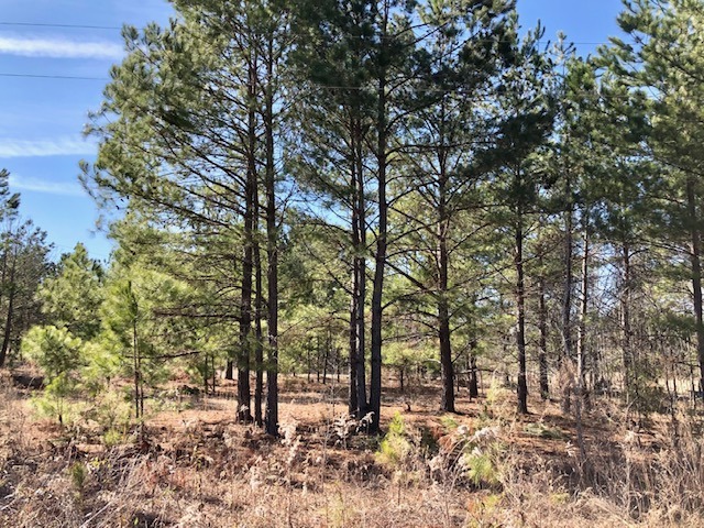 Camp Church Rd - 2